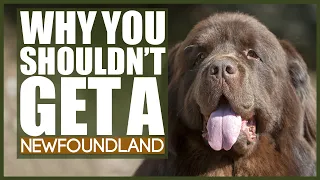 5 Reasons You SHOULD NOT GET A NEWFOUNDLAND!