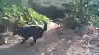 The mouse fights three dogs .flv