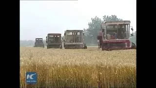 Summer wheat harvest kicks off in China