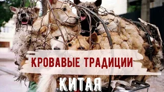 Китайские традиции | Они едят собак? | Фестиваль поедания собак в Китае