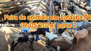 Feira de animais em Jataúba PE 02/05/2024/ parte 2