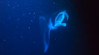 Manta Ray Exploration at Night.