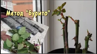 Черенкование Роз 🌹Эффективный  способ «Бурито »! Я в восторге !!!🌹