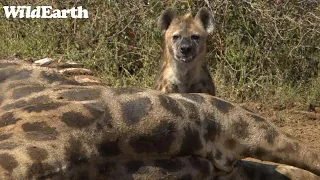 WildEarth - Sunset Safari -23 April 2023