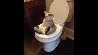 Cat training: Amazing! Cats using toilet compilation 2017