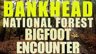 Bigfoot Encounter | Bankhead National Forest (Alabama) A White Hunters Eye Sighting Encounter