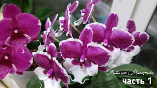 Цветение моих РОЗОВЫХ БОРДОВЫХ орхидей | pink orchids орхидея орхидеи orchid фаленопсис phalaenopsis