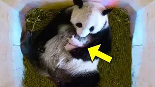 Un Panda Donne Naissance pour la Première Fois. Quand Elle Se Lève, les Gardiens Hurlent !