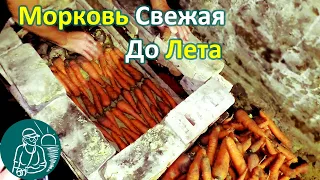 🥕 Хранение моркови в погребе в песке по технологии Гордеевых