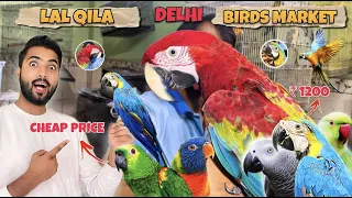 (Delhi) Cheap Price Exoctic Birds Market | 2023 | Lal Qila Birds Market | Hand Tamed | Macaw Parrot