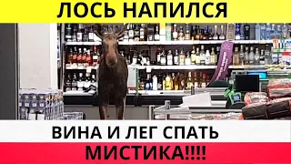 Дикий лось ворвался в магазин и напился... Новости ЧП