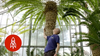 This is the World's Loneliest Tree