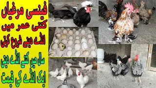 How age Fancy Hen Layying Egg and How Many egg layying in one year || Fancy hens egg for Sale ❣❤❣🥰