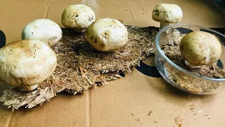 SUPER way to grow mushrooms on the table !!