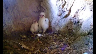 Baby Barn Owls Terrified by Kestrel Intruder | Discover Wildlife | Robert E Fuller