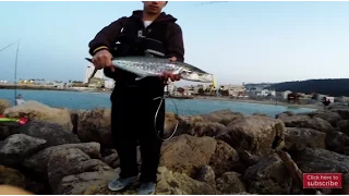 C&R | Spanish Mackerel 1.150 Kg | Erez Cohen fishing videos | דייג | פלמידה | Shore game