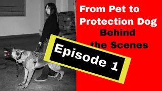 Fearful Dog Trained in Personal Protection Part 1 (K9-1.com)