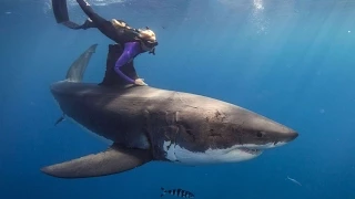 Ocean Ramsey diving with sharks