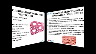 Лекция Эпителиальные ткани  Однослойные эпителии