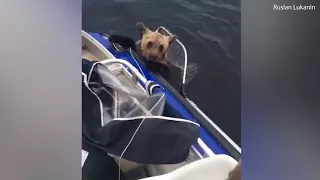 Спасение медведей на озере Выгозеро