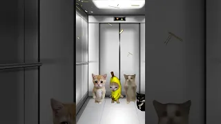 Happy cats stuck in an elevator