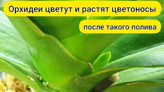 ЦВЕТОНОС ОРХИДЕИ вырос после такого ПОЛИВА орхидей // ЦВЕТЕНИЕ ОРХИДЕЙ