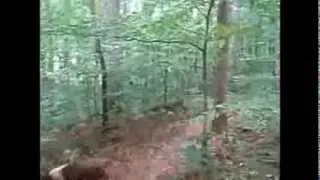 the "Possible Bigfoot Sighting In Woodstock GA" video