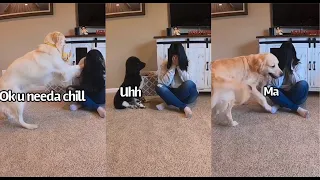 My 3 Dogs React To Me Fake Crying - (Prank) Best Reactions EVER