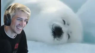 xQc reacts to Cute baby seals doing funny things compilation (with chat)