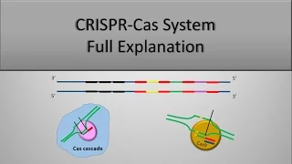 CRISPR System and CRISPR CAS9 Technique, The full principle (Part 1)