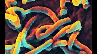 中國科學家在蝙蝠體內發現新型傳染病毒，危害性不亞於埃博拉