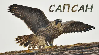 Голоса птиц Как поёт Сапсан (falco peregrinus)