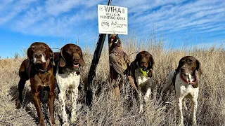 Kansas Pheasant and Quail January 2023 Part 1