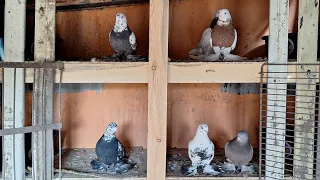 Начало гнездового сезона у СА бойных голубей.  Голуби Асха Талдыкорган.
