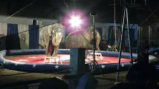 Jordan circus elephant with diseased skin on back 4/11/2018