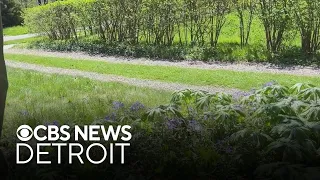 A look in Michigan native plant gardens | Science of Weather