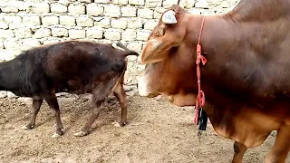 Village  Bull & Cow || Village Animals ||