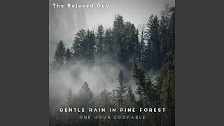 Gentle Rain in Pine Forest