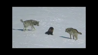 Wolfsrudel kreiste einen Vielfraß ein. Das passierte als nächstes...