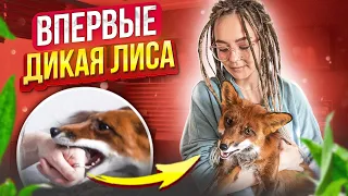 ВПЕРВЫЕ - МЕНЯ УКУСИЛА ЛИСА 😲