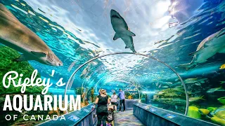 Ripley's Aquarium of Canada - 4K | Toronto, Ontario | Ripley's Aquarium Full Tour