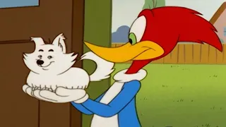 A dog's best friend | Woody Woodpecker