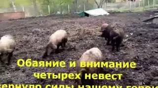 Венгерская мангалица