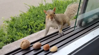 Squirrel's favorite nut