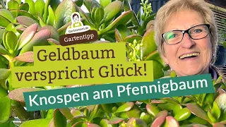 Geldbaum verspricht Glück! Knospen am Pflennigbaum | Eigenschaften und Pflege | Zimmerpflanzen