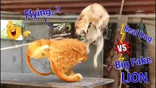 Fake Lion vs Dogs - Must Watch Funny Prank Video Will Make You Laugh