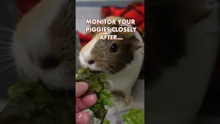 Can Guinea Pigs Eat Lettuce? | GuineaDad School