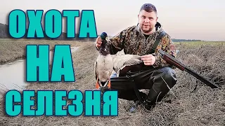 Охота на селезня весной с подсадной уткой. Охота в Беларуси 2021