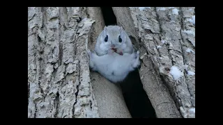 食事中のエゾモモンガ（Ezo flying squirrel）