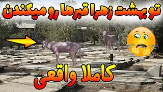 دو حیوان عجیبی که تو بهشت زهرا داشتن یه قبر رو میکندن😨(کاملا واقعی) ویدیوهای ترسناک جدید